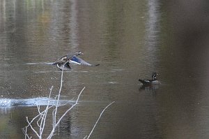 Duck, Wood, 2016-05067373 Broad Meadow Brook, MA